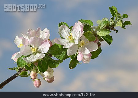 
                Apfelblüte                   