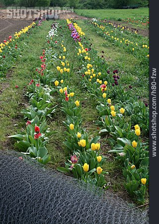 
                Tulpen, Blumenzucht, Anpflanzen                   