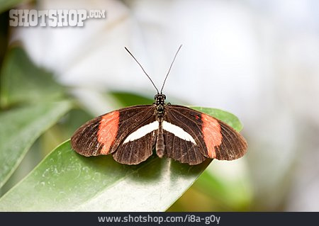 
                Schmetterling, Augenfalter, Nymphalidae                   