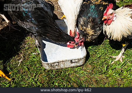 
                Nahrung & Nahrungsaufnahme, Hühner, Freilaufend                   