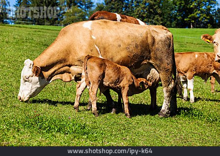 
                Nahrung & Nahrungsaufnahme, Kuh, Kalb                   