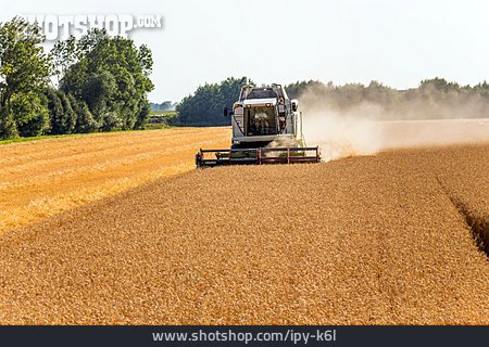 
                Getreideernte, Weizenfeld                   