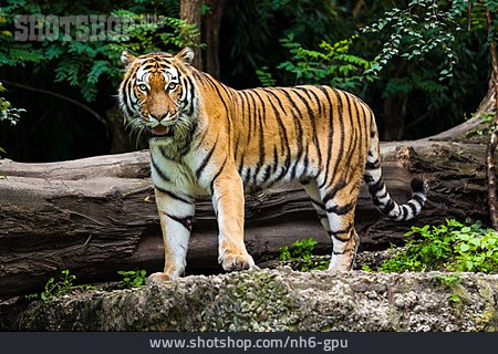 
                Tiger, Königstiger                   