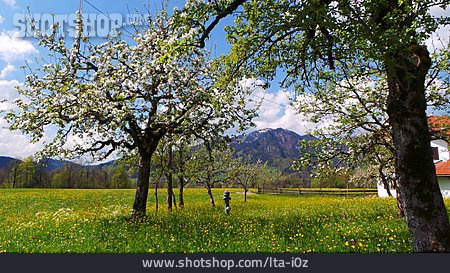 
                Apfelblüte, Apfelbaum, Frühlingswiese, Lenggries                   