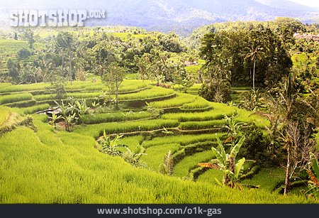 
                Reisfeld, Bali                   