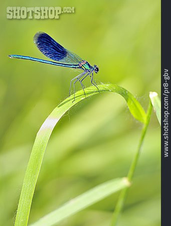 
                Libelle, Frühe Adonislibelle                   