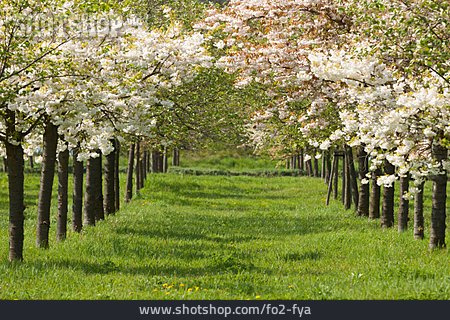 
                Kirschblüte, Kirschbaum, Obstbaum, Obstplantage                   