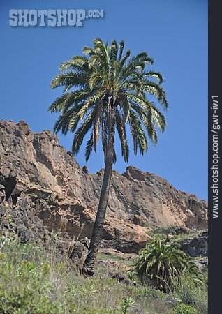 
                Palme, Gran Canaria                   