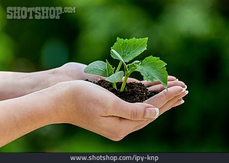 
                Wachstum, Umwelt, Ernte, Nachhaltigkeit                   