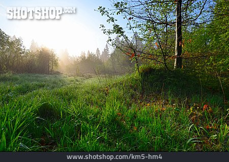 
                Natur, Wiese, Morgens                   