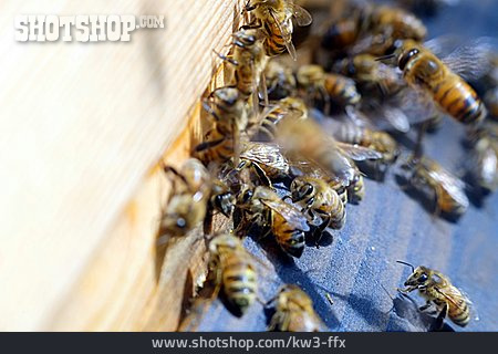 
                Bienen, Bienenvolk                   