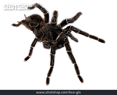 
                Spinne, Vogelspinne, Tarantel, Brasilianische Riesenvogelspinne                   