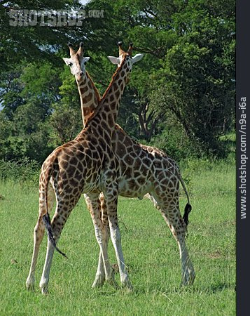 
                Tierpärchen, Giraffe                   