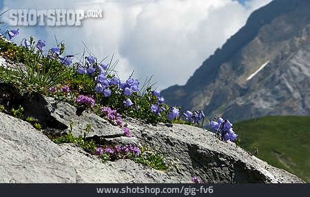 
                Alpen, Glockenblume                   