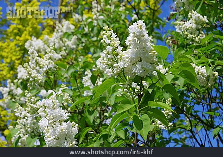 
                Flieder, Fliederblüte                   