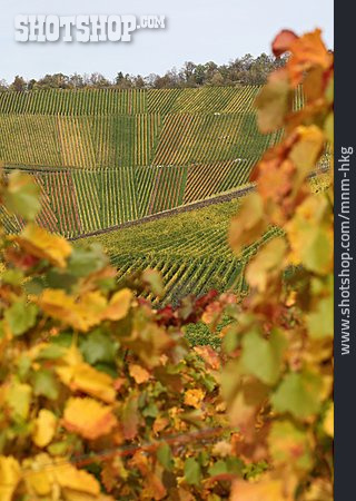 
                Weinberg, Weinanbau, Weinbaugebiet                   