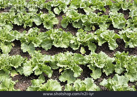 
                Eisbergsalat, Gartensalat, Salatbeet, Salatpflanze                   