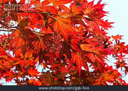
                Herbstlaub, Ahorn, Japanischer Ahorn                   