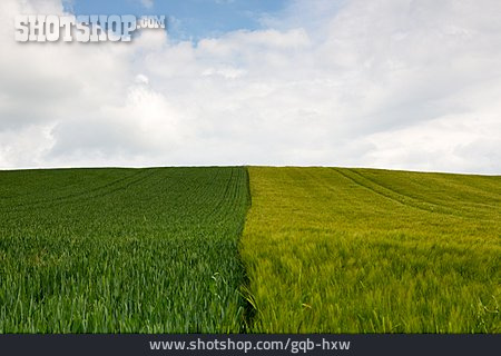 
                Feld, Landwirtschaft                   