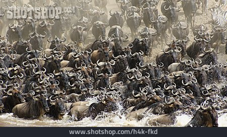 
                Herd, Wildebeest                   