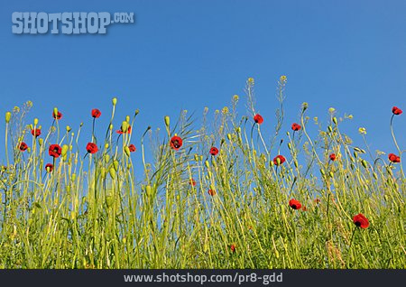 
                Flower Meadow, Poppies                   