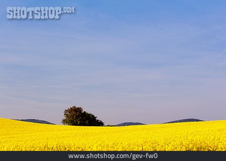 
                Landschaft, Rapsfeld                   