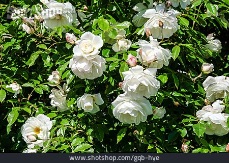 
                Rose, Rosenblüte                   