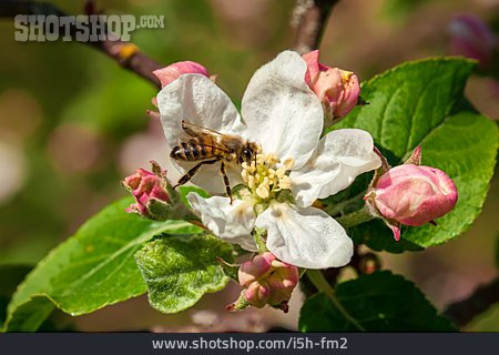 
                Biene, Apfelblüte                   