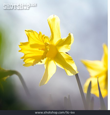 
                Osterglocke, Frühlingsblume                   