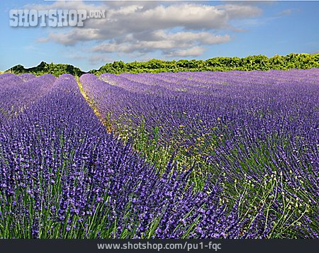 
                Lavendel, Provence, Lavendelblüte, Lavendelfeld                   