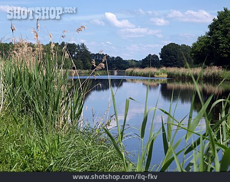 
                Gräser, Ufer, Elbe-lübeck-kanal                   