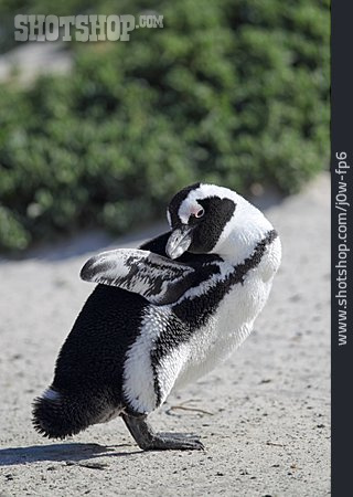 
                Brillenpinguin, Afrikanischer Pinguin                   