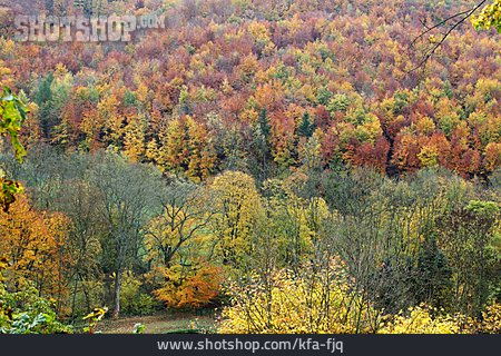 
                Herbstwald, Herbstfarben                   