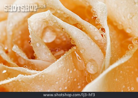 
                Rose, Tautropfen, Rosenblüte                   