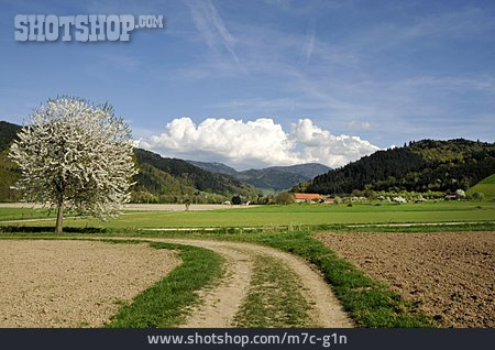 
                Schwarzwald, Münstertal, Belchen                   