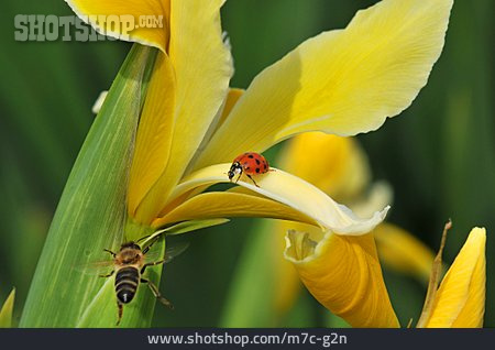 
                Insekt, Biene, Marienkäfer                   