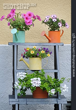 
                Blumen, Blumentopf, Blumendekoration                   