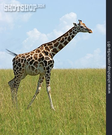 
                Giraffe, Uganda-giraffe                   