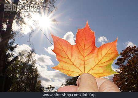 
                Maple Leaf                   