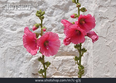 
                Blume, Malve, Stockmalve                   