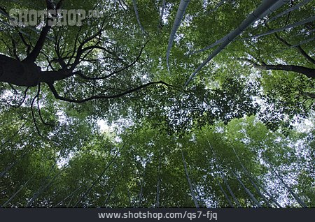 
                Bambus, Bambuswald                   