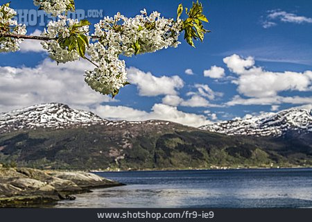 
                Obstblüte, Hardangerfjord, Kirschbaumblüte                   