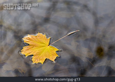 
                Wasseroberfläche, Ahornblatt, Herbstblatt                   