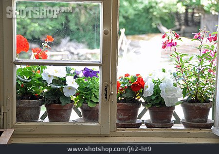 
                Fenster, Blumentopf, Landleben                   