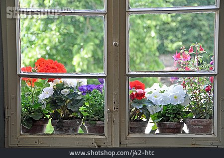 
                Fenster, Blumentopf, Landleben                   