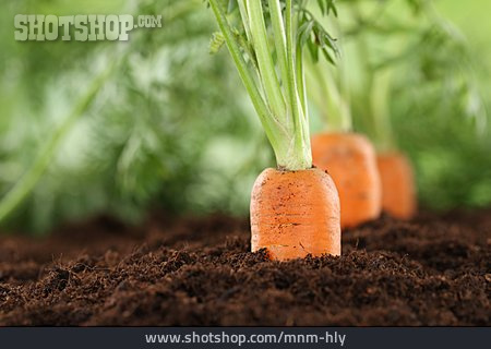 
                Karotte, Gemüseanbau                   