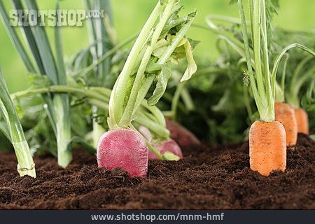 
                Karotte, Rettich, Gemüseanbau                   