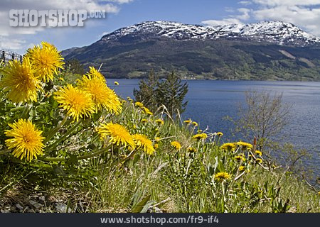 
                Löwenzahn, Löwenzahnblüte, Hardangerfjord                   