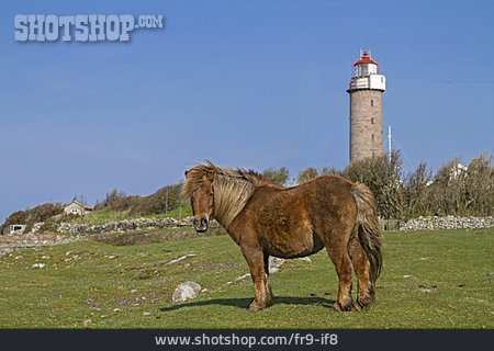 
                Pferd, Norwegen, Lista Fyr                   