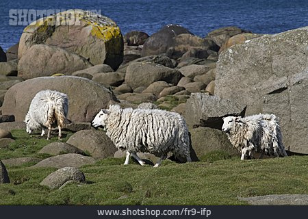 
                Schaf, Norwegen                   